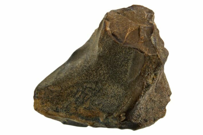 Fossil Dinosaur (Triceratops) Tooth Crown - Montana #332614